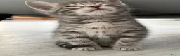 Bengal cats for sale: Pedigree Silver Bengal kitten in London - Advert 3