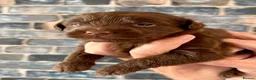 Labradoodle dogs for sale: 🐾 Rare Merle Labradoodles Ready This Summer! 🐾 - Advert 32