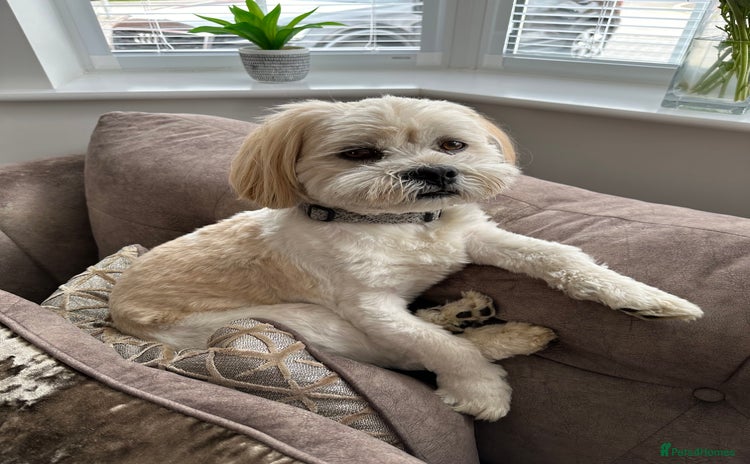 Lhasa Apso dogs - Advert 1