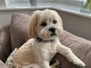 Lhasa Apso dogs for stud - Advert 1