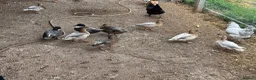 Ducks poultry for sale: Male Call ducks in Minehead - Advert 4