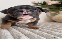 English Bulldog dogs for sale: Top quality English bulldog puppies  - Image 23