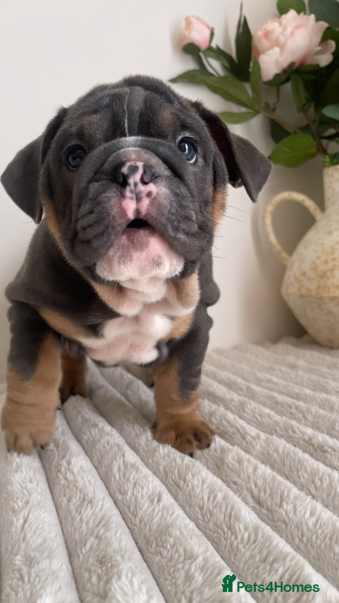 English Bulldog dogs for sale: Top quality English bulldog puppies  - Image 23