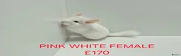 Chinchilla rodents for sale: TAME&FRIENDLY BABIES CHINCHILLA MIX COLOUR&GENDER  - Advert 8