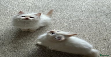 Ragdoll cats - Advert 4