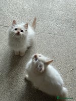 Ragdoll cats - Advert 2