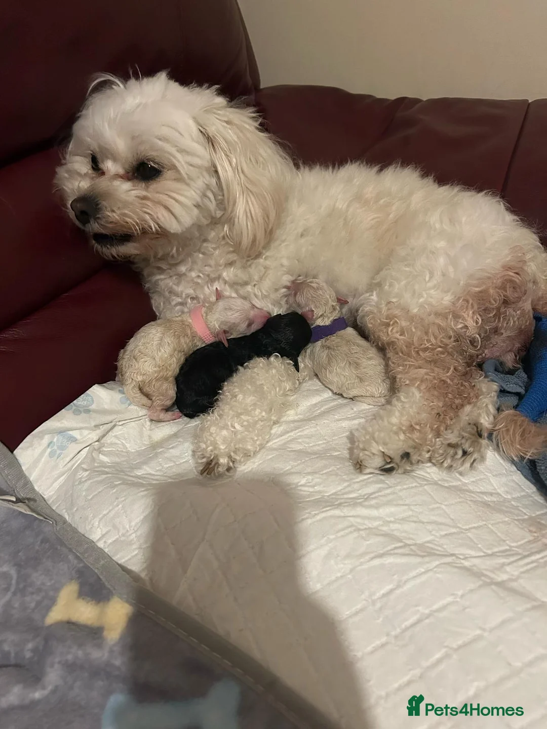 Toy Poodle dogs for stud: Stunning playful Parti Toy Poodle at Stud in Cannock - Advert 14