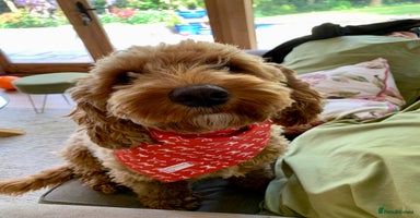 Cockapoo dogs F1B cockapoo puppies - Advert 8