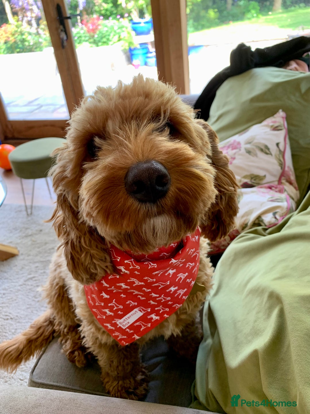 Cockapoo dogs for sale: F1B cockapoo puppies - Image 4