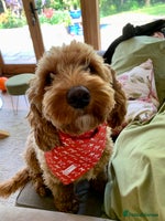 Cockapoo dogs F1B cockapoo puppies - Advert 8