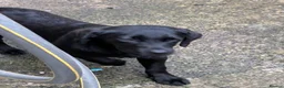 Labrador Retriever dogs for sale: Black Labrador Nala - Advert 1
