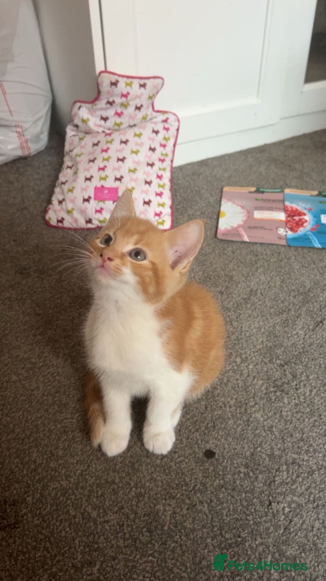 Domestic Shorthair cats for sale: Beautiful kittens ❤️❤️ - Image 2
