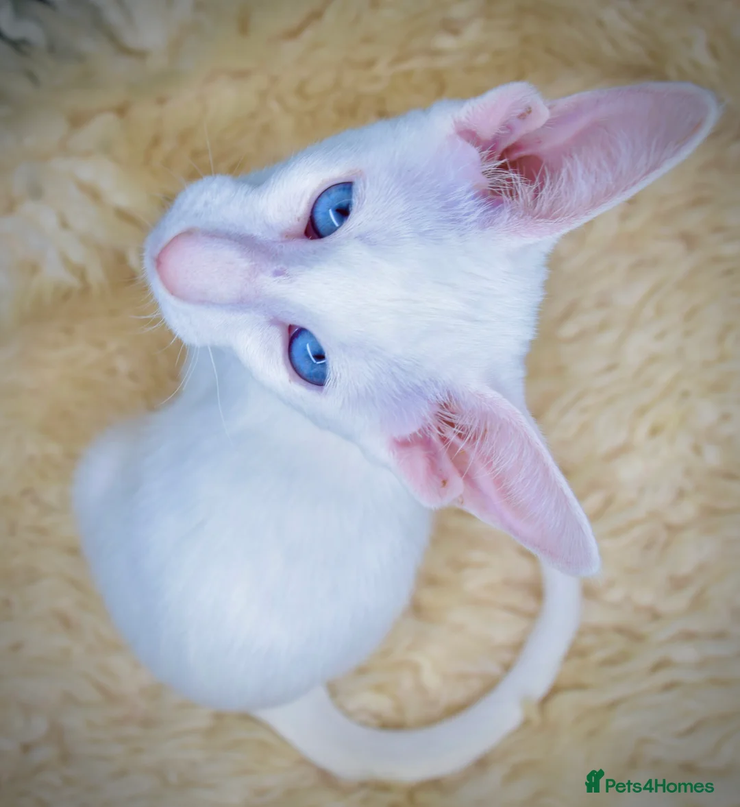 Siamese cats for sale: Stunning GCCF Siamese & Oriental Kittens - Advert 2