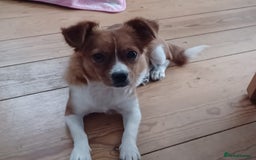 Mixed Breed dogs for adoption: Rielle - Image 1