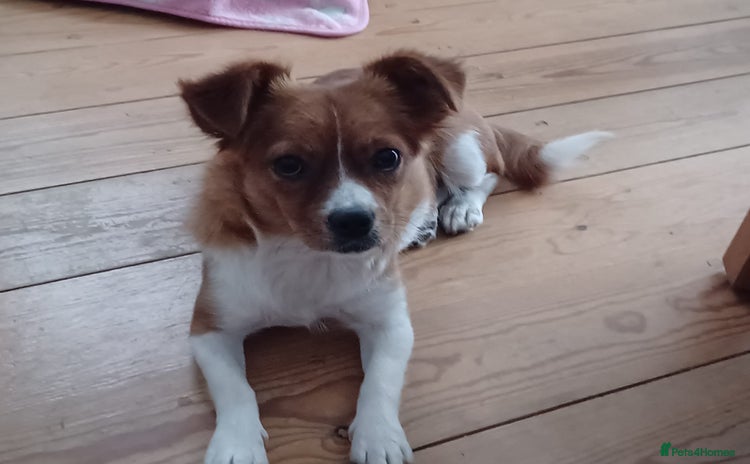 Mixed Breed dogs - Advert 13