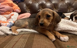 Mixed Breed dogs for sale: Labrador x beagles  - Image 2