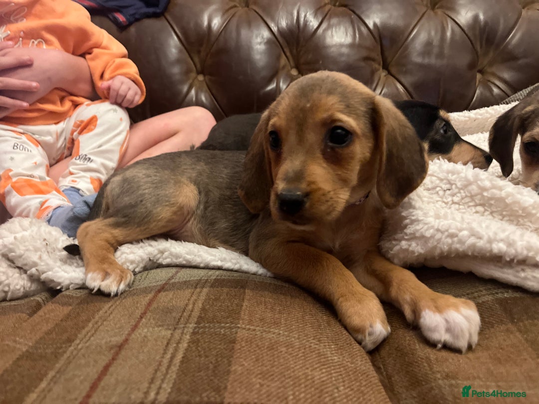 Mixed Breed dogs for sale: Labrador x beagles  - Image 2