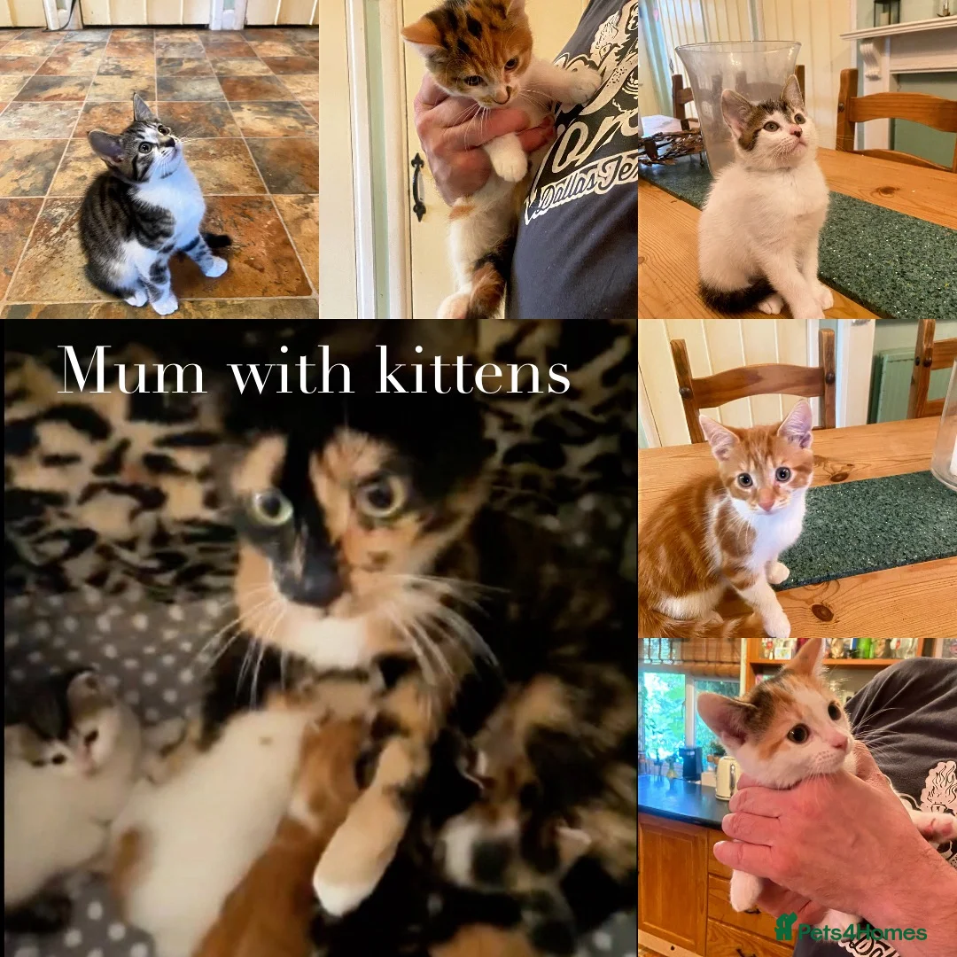 British Shorthair cats for sale: British Shorthair Kittens  - Advert 1