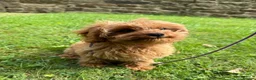 Cavapoo dogs for sale: Advanced trained cavapoo  in Dronfield - Advert 3