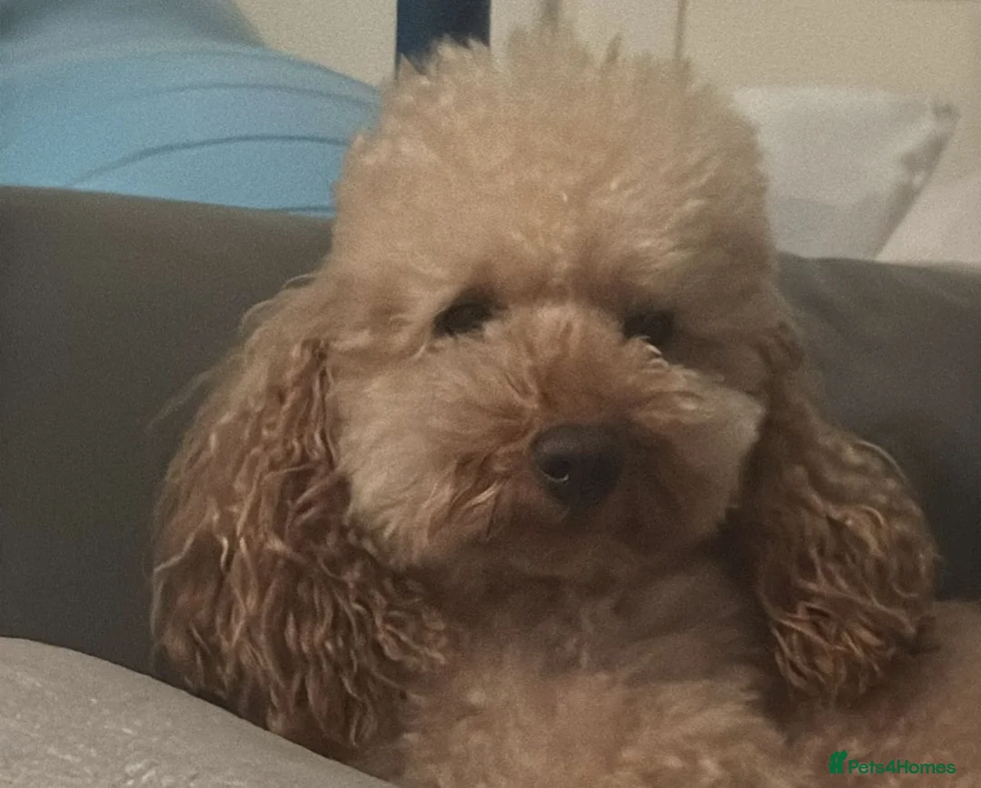 Cavapoo dogs for sale: Beautiful F1 Cavapoo Boys Available 🐶❤️ apricot - Advert 5