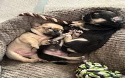 Frug dogs for sale: Gorgeous chunky pups - Image 2
