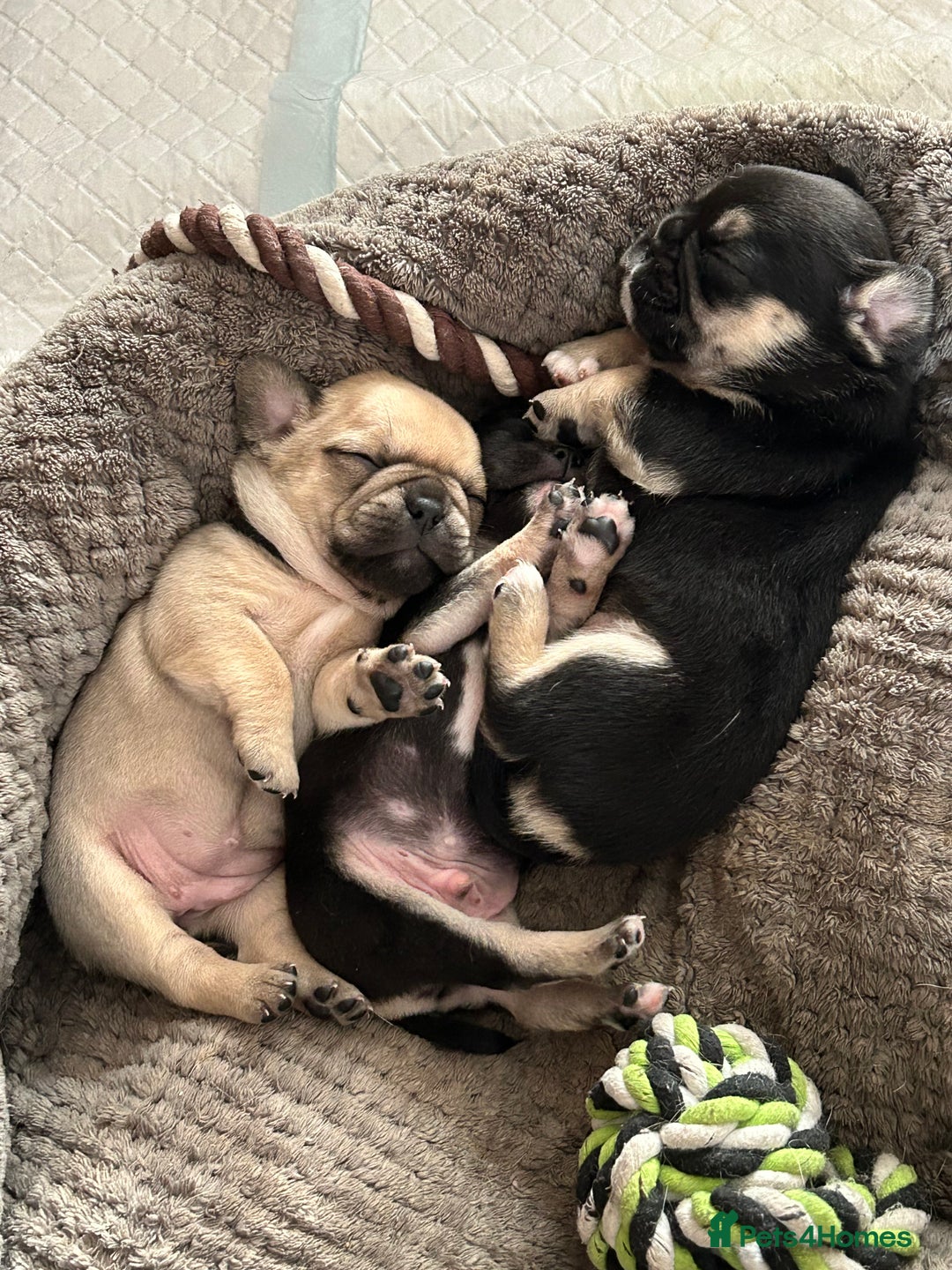 Frug dogs for sale: Gorgeous chunky pups - Image 2
