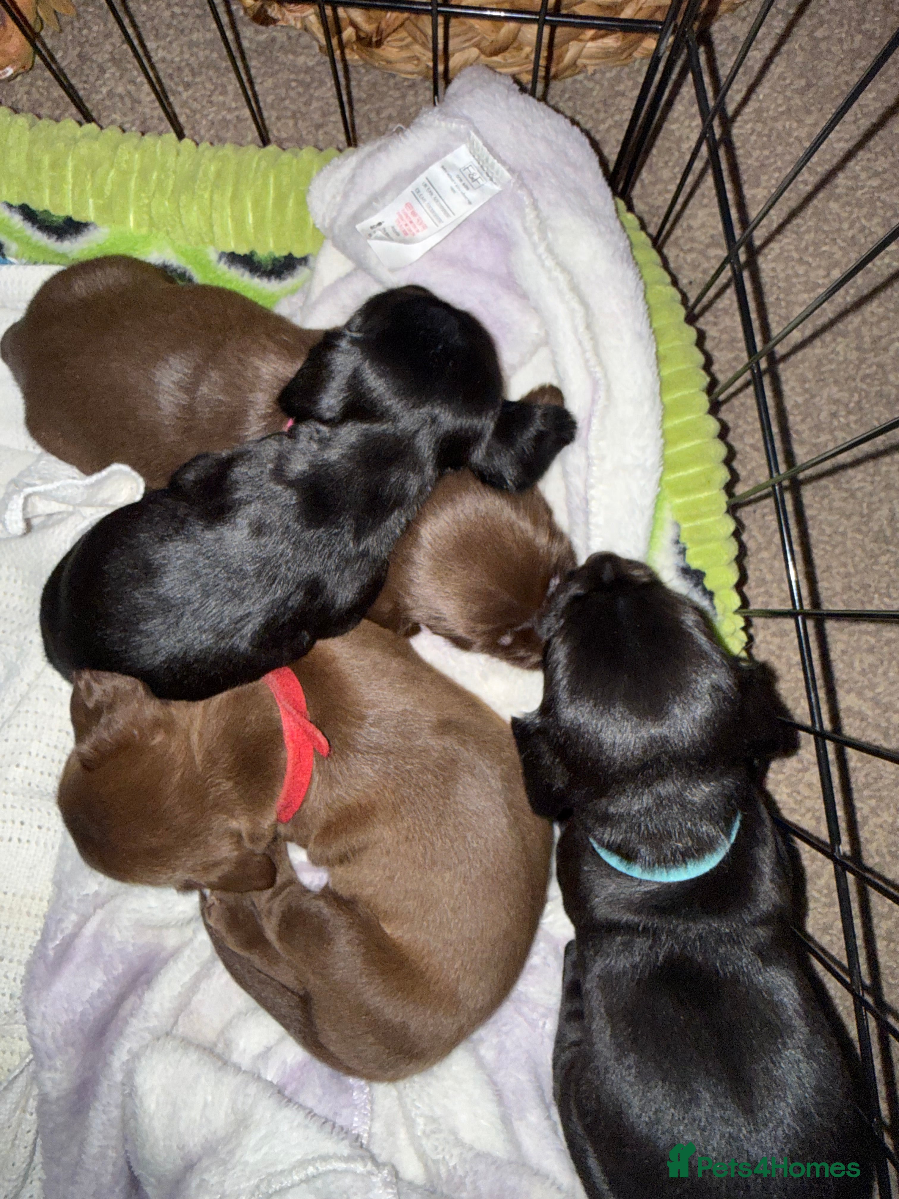 Mixed Breed dogs 5 week old Dachshund/ Springer Spaniel puppies - Advert 1