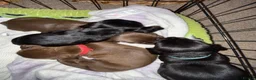 Mixed Breed dogs for sale: 5 week old Dachshund/ Springer Spaniel puppies - Advert 9