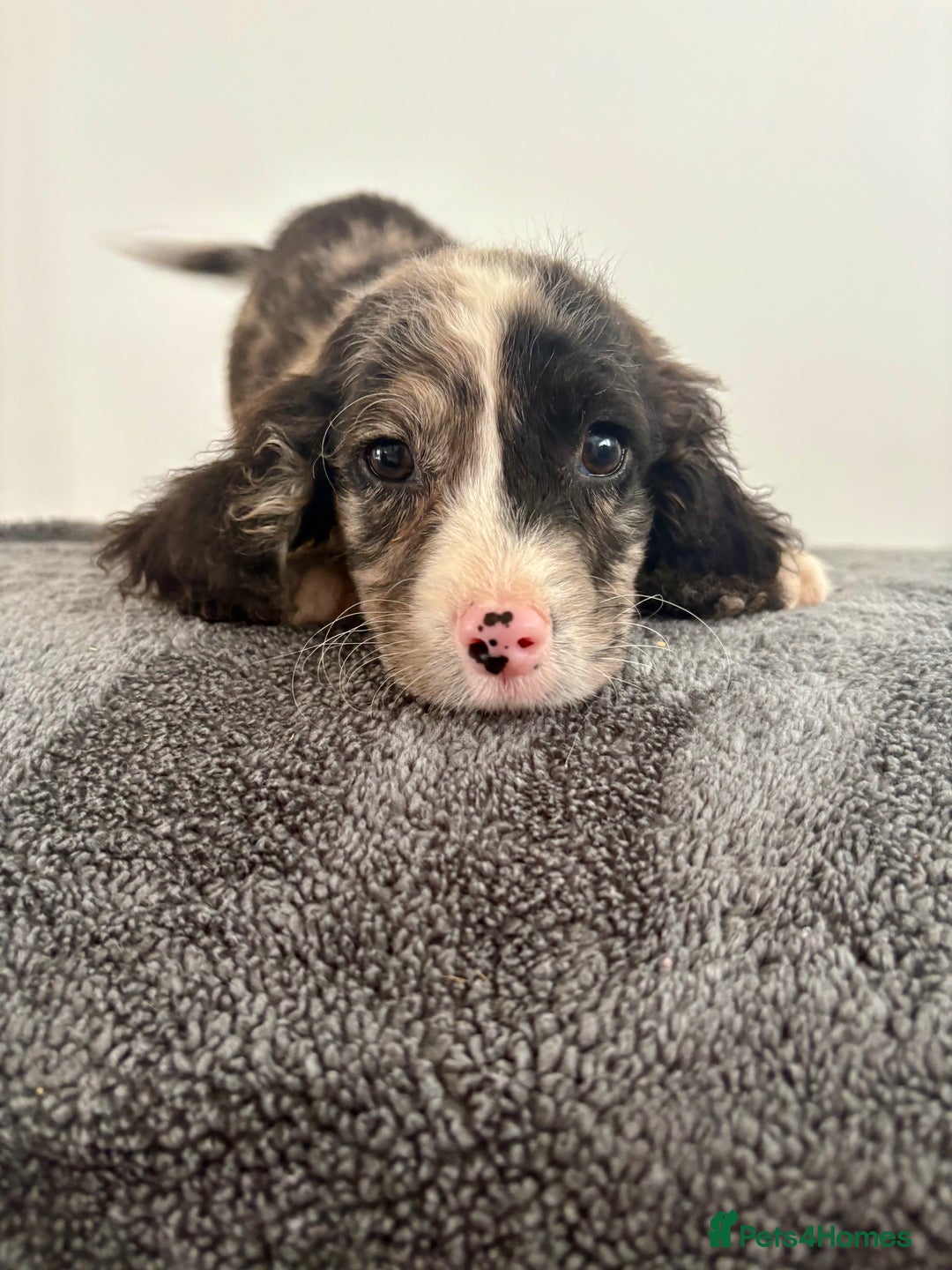 Cocker Spaniel dogs for sale: Cocker spaniel puppies  - Image 4