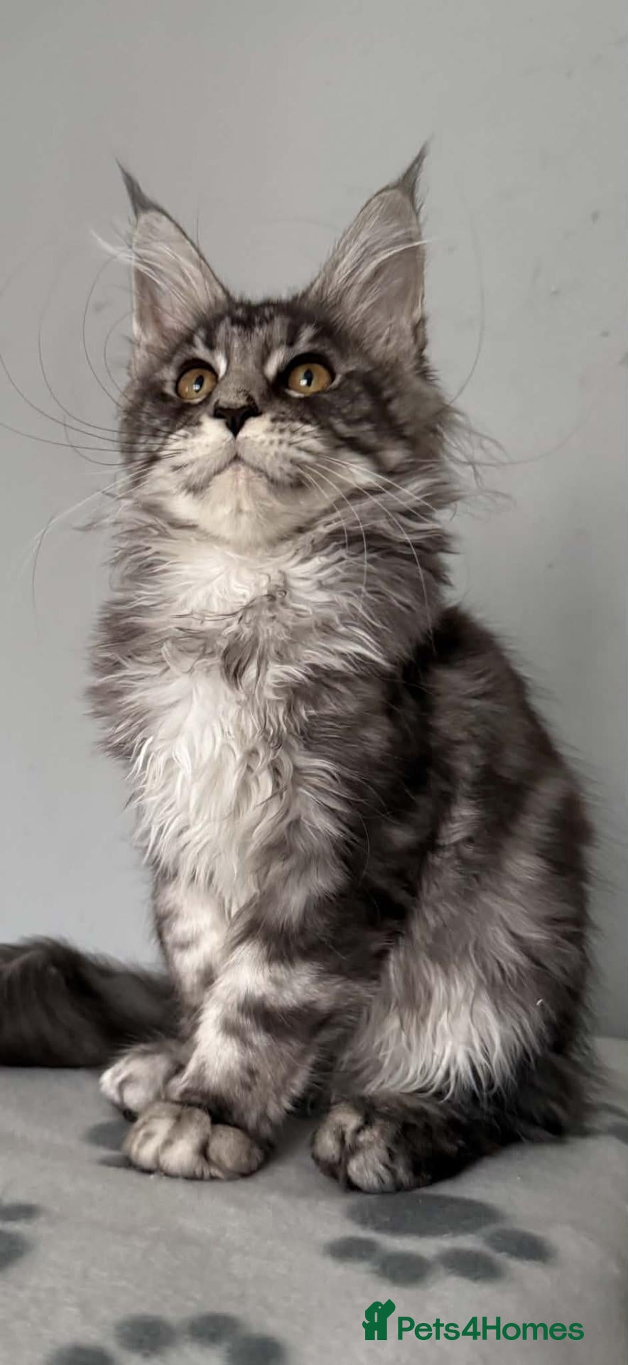 Maine Coon cats GCCF-registered Maine Coon kittens. - Advert 2