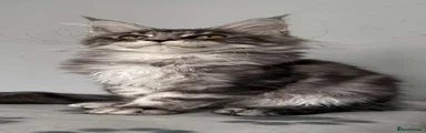 Maine Coon 6