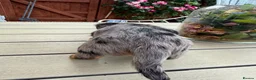 Miniature Dachshund dogs for sale:  Adorable Miniature Dachshund Puppies - Advert 9