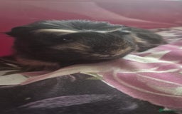 Guinea Pig rodents for sale: Flake and Kinder Bueno - Image 4