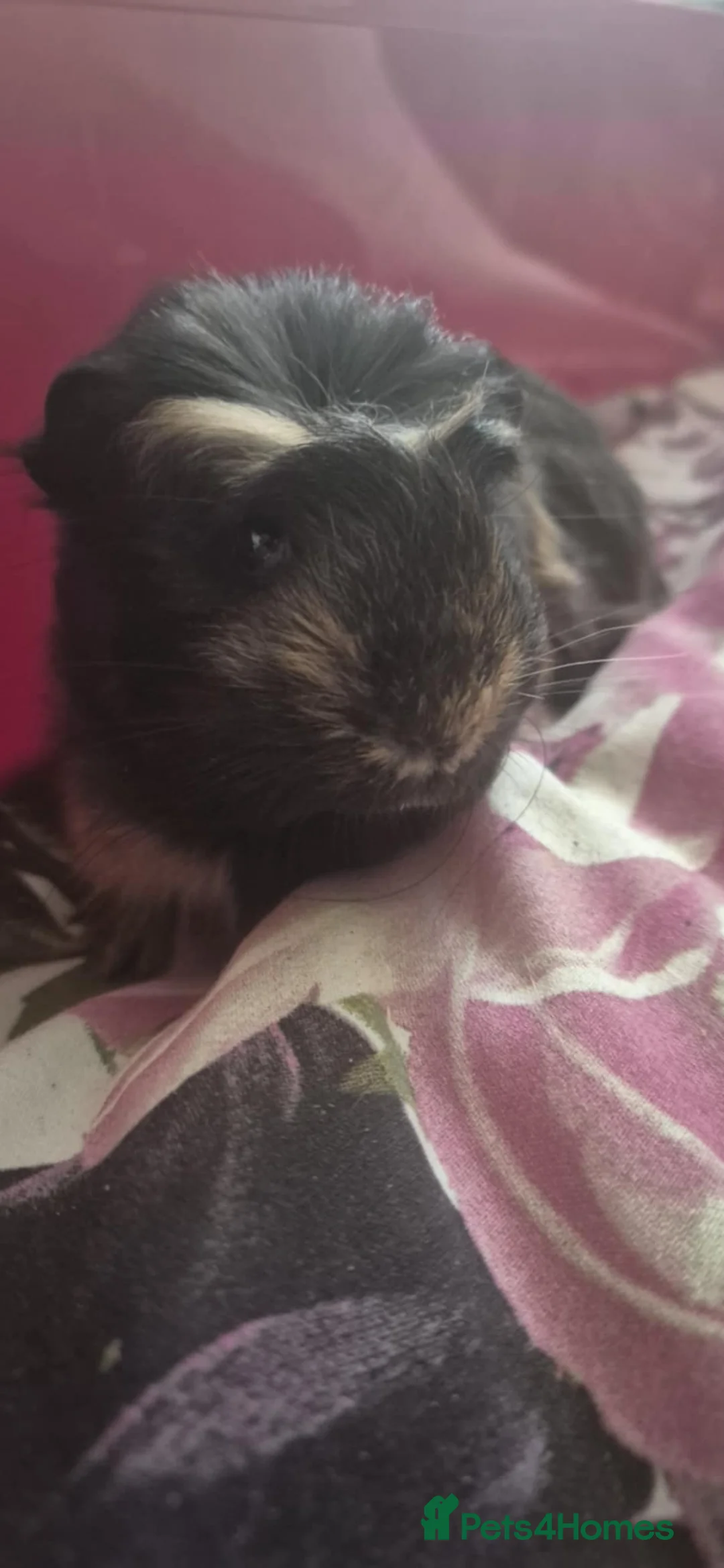 Guinea Pig rodents for sale: Flake and Kinder Bueno - Advert 4