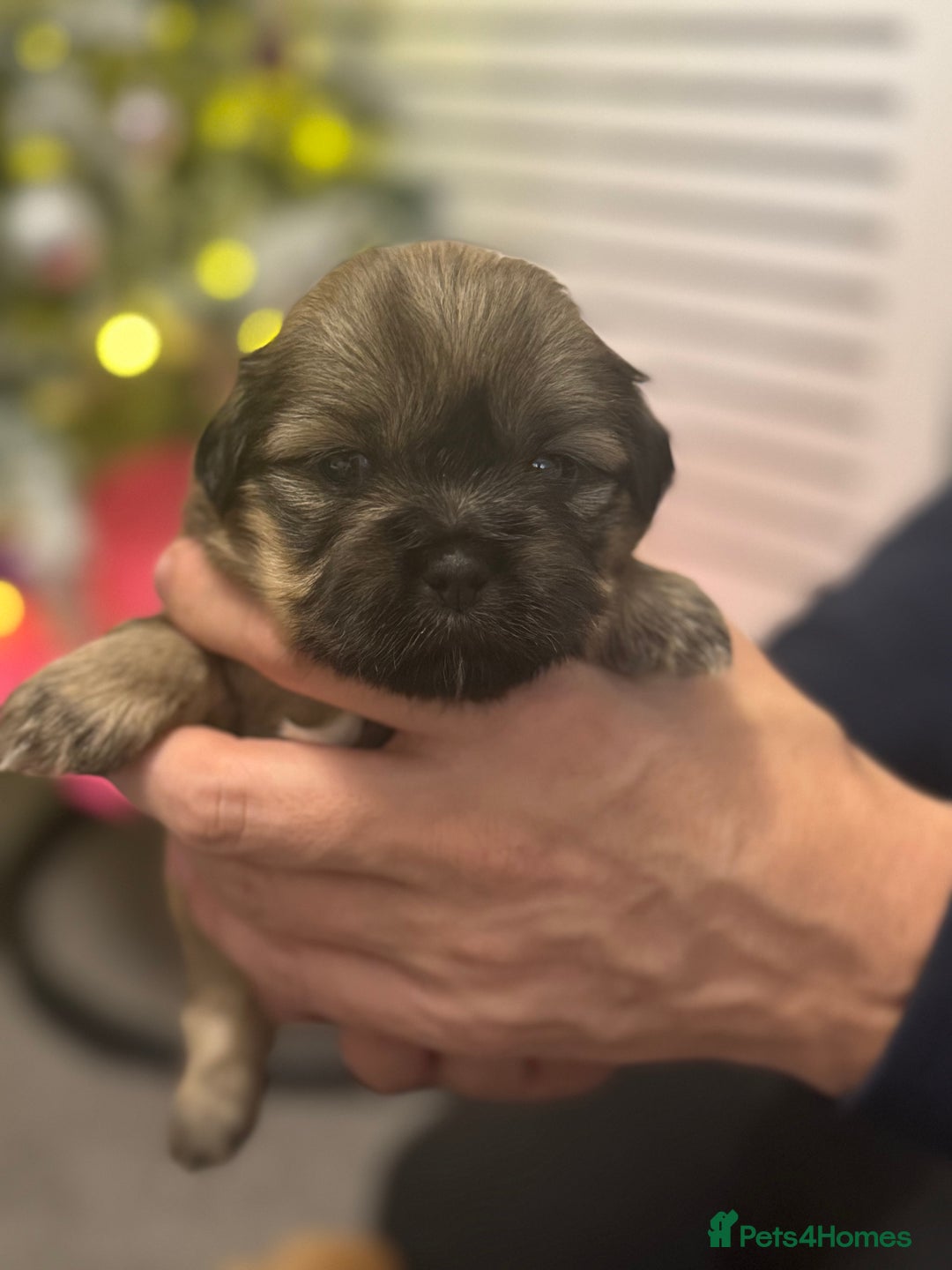 Mixed Breed dogs for sale: Beautiful pups looking for their forever home! - Advert 20