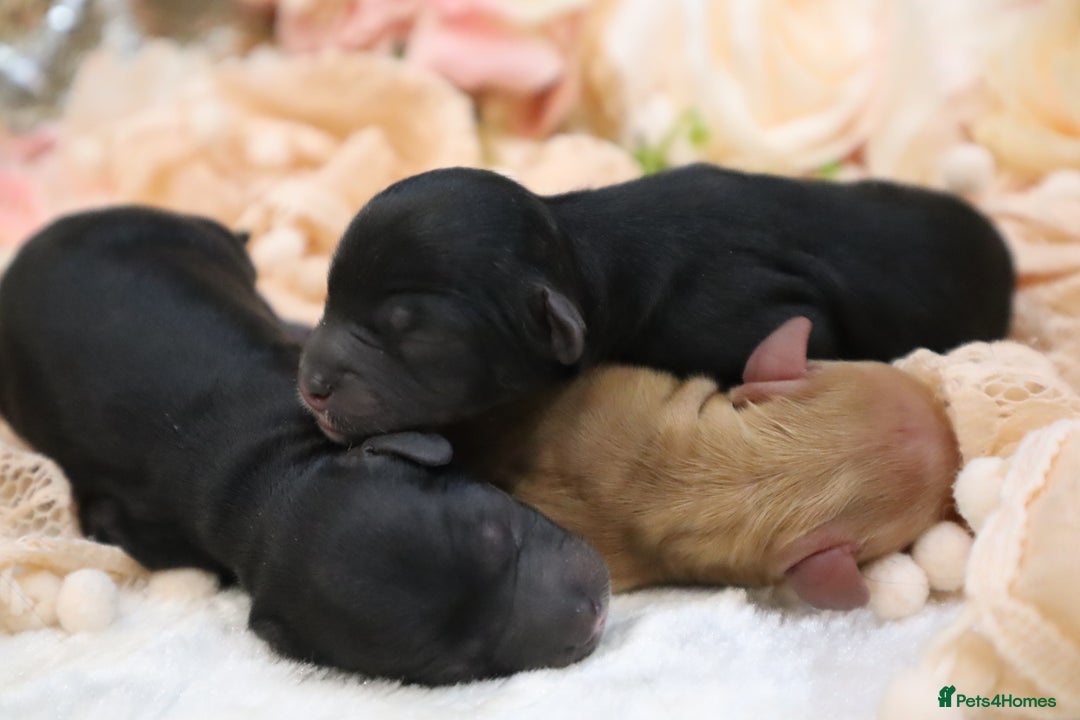 Cavapoo dogs for sale: Health Tested Cavapoo Puppies - Image 2