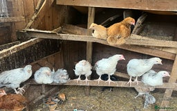 Chickens poultry for sale: 2 mum and 28 chicks for sale  - Image 11