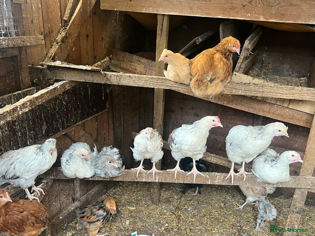 Chickens poultry for sale: 2 mum and 28 chicks for sale  - Image 11