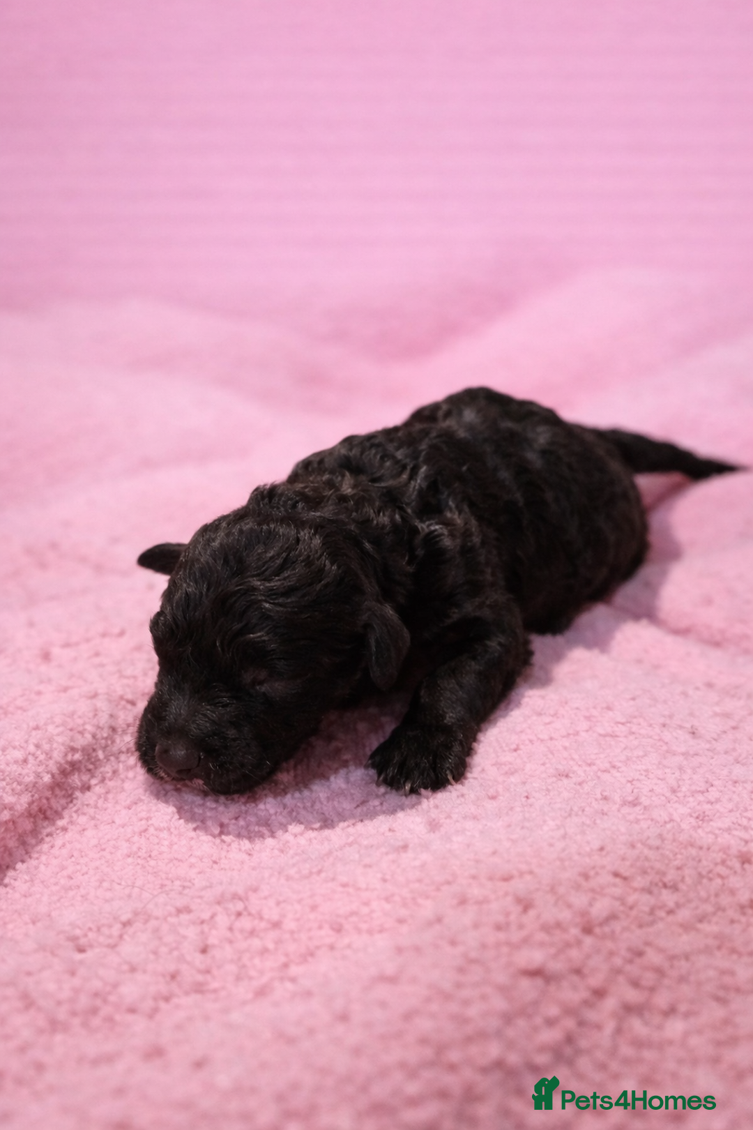 Standard Poodle dogs for sale: Exceptional Standard Poodle Puppies - Advert 10