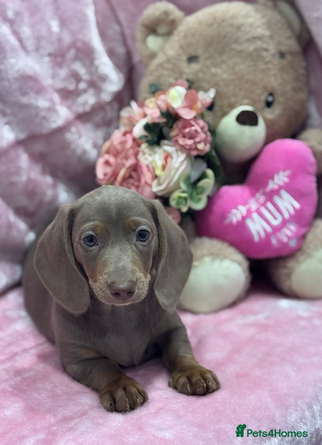 Miniature Dachshund dogs for sale: Miniature dachshunds - Advert 31