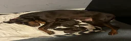 Dobermann dogs for sale: 7 beautiful Dobbman puppies  - Advert 7