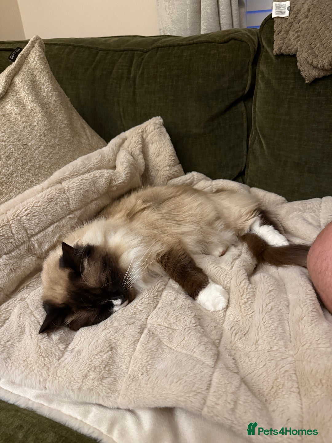 Ragdoll cats for sale: Beautiful Female Ragdoll - Advert 2