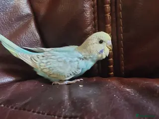 Budgerigars birds Baby Budgies 5 weeks old ready in 1 week. - Advert 16