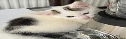 Mixed Breed cats for sale: 6 Lovely kittens for sale  - Advert 32