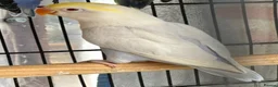 Lovebirds birds for sale: Pale Fallow Lovebirds  - Advert 2