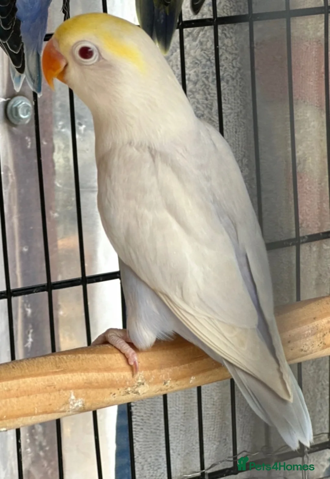 Lovebirds birds for sale: Pale Fallow Lovebirds  - Advert 2