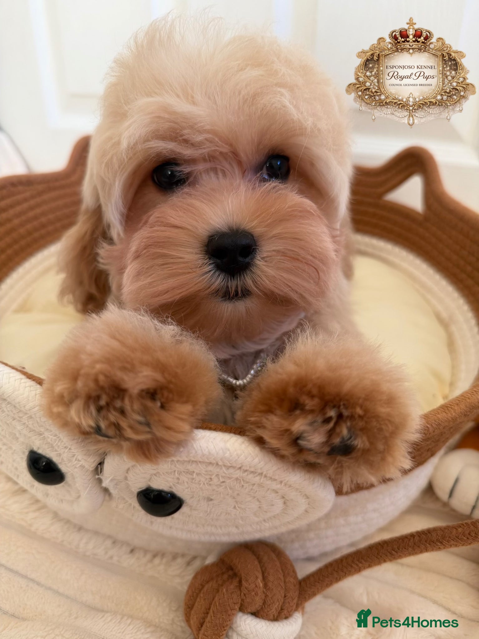 Maltipoo dogs ✨Exquisite F1 tiny Asian maltipoo Champion blood✨ - Advert 1