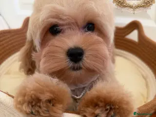 Maltipoo dogs ✨Exquisite F1 tiny Asian maltipoo Champion blood✨ - Advert 1