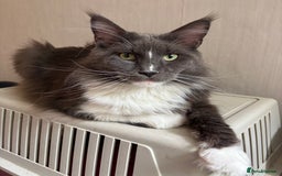 Maine Coon cats for sale: Beautiful RARE coloured Maine Coons - Image 27