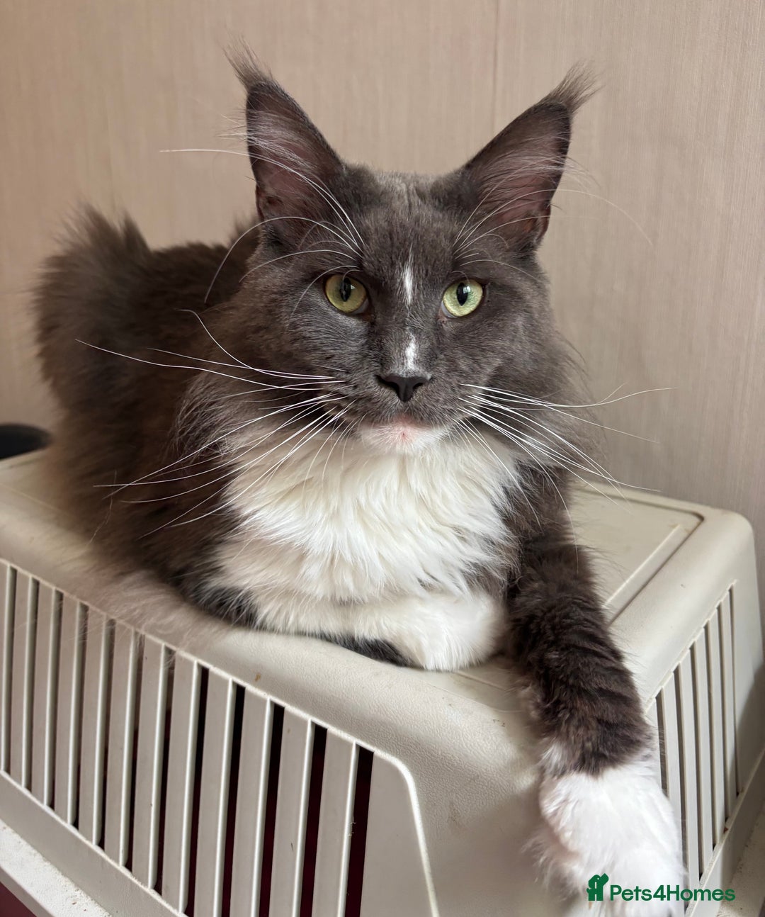 Maine Coon cats for sale: Beautiful RARE coloured Maine Coons - Image 27